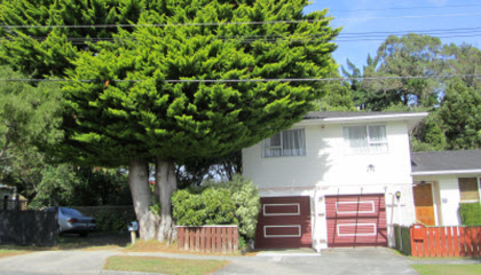 neighbours trees